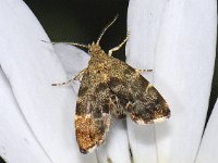 Anthophila fabriciana 6, Brandnetelmot, Saxifraga-Ab H Baas