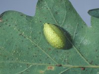 Apoda limacodes 1, Slakrups, Saxifraga-Frits Bink