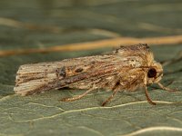 Axylia putris 2, Houtspaander, Saxifraga-Ab H Baas