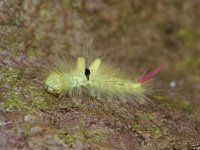 Calliteara pudibunda 1, Meriansborstel, Vlinderstichting-Ab H Baas