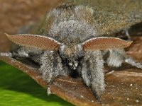 Calliteara pudibunda 03 #16477 : Calliteara pudibunda, Pale Tussock, Meriansborstel