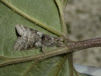 Calliteara pudibunda 2, Meriansborstel, male, Saxifraga-Marijke Verhagen