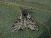 Calliteara pudibunda 4, Meriansborstel, male, Saxifraga-Marijke Verhagen