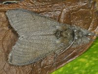 Calliteara pudibunda 03 #16480 : Calliteara pudibunda, Pale Tussock, Meriansborstel