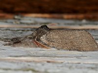 Calliteara pudibunda 7, Meriansborstel, Saxifraga-Ab H Baas