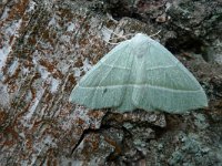 Campaea margaritata, Light Emerald