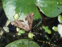 Cataclysta lemnata 2, Kroosvlindertje, female, Saxifraga-Frits Bink