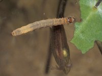 Cataclysta lemnata 5, Kroosvlindertje, Saxifraga-Frits Bink