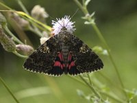 Catocala sponsa 1, Karmozijnroodweeskind, Saxifraga-Marijke Verhagen