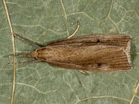 Chilo phragmitella