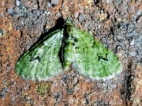 Chloroclystis v-ata 3, V-dwergspanner, Saxifraga-Bart Vastenhouw