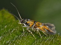 Chrysoesthia drurella 3, Gloriemot, Saxifraga-Ab H Baas