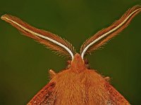 Colotois pennaria 18, Gepluimde spanner, Saxifraga-Ab H Baas