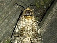 Cossus cossus, Goat Moth