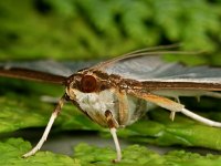 Cydalima perspectalis 19, Buxusmot, Saxifraga-Ab H Baas