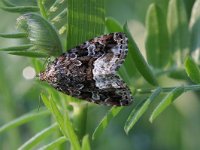 Deltote pygarga 3, Donkere marmeruil, Saxifraga-Rutger Barendse