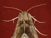 Diachrysia chrysitis16, Koperuil, Saxifraga-Foto Fitis-Adriaan Dijksen