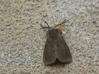 Mendicabeer, Muslin Moth, Diaphora mendica : Fauna, Insect, Lepidoptera, Nachtvlinder, Ongewervelde