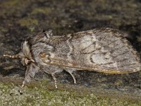 Drymonia ruficornis 9, Maantandvlinder, Saxifraga-Ab H Baas