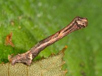 Ectropis crepuscularia 11, Gewone spikkelspanner, Saxifraga-Ab H Baas