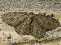 Ectropis crepuscularia 14, Gewone spikkelspanner, Saxifraga-Ab H baas