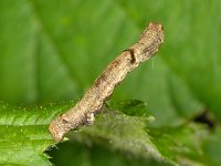 Ectropis crepuscularia 2, Gewone spikkelspanner, Saxifraga-Ab H Baas