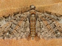 Eupithecia abbreviata 4, Voorjaarsdwergspanner, Saxifraga-Ab H Baas