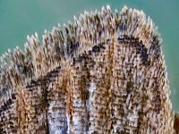 Eupithecia abbreviata 5, Voorjaarsdwergspanner, Saxifraga-Ab H Baas