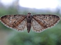 Eupithecia abbreviata 8, Voorjaarsdwergspanner, Saxifraga-Ab H Baas