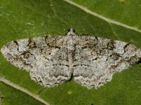 Eupithecia  abietaria 1, Spardwergspanner, Saxifraga-Marijke Verhagen