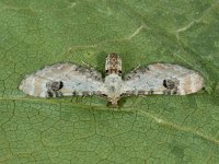 Eupithecia centaureata, Lime-speck Pug