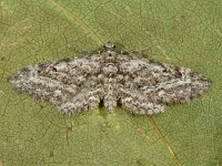 Eupithecia nanata