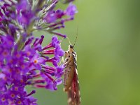 Euplagia quadripunctaria 31, Spaanse vlag, Saxifraga-Jan Nijendijk