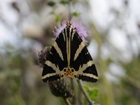 Euplagia quadripunctaria 33, Spaanse vlag, Saxifraga Luuk Vermeer