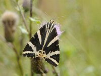 Euplagia quadripunctaria 34, Spaanse vlag, Saxifraga Luuk Vermeer