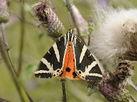 Euplagia quadripunctaria 35, Spaanse vlag, Saxifraga Luuk Vermeer