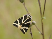 Euplagia quadripunctaria 37, Spaanse vlag, Saxifraga Luuk Vermeer