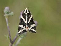 Euplagia quadripunctaria 41, Spaanse vlag, Saxifraga Luuk Vermeer