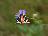 Euplagia quadripunctaria 42, Spaanse vlag, Saxifraga Luuk Vermeer