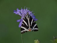 Euplagia quadripunctaria 46, Spaanse vlag, Saxifraga Luuk Vermeer