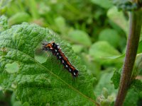 Euproctis similis 1, Donsvlinder, Vlinderstichting-Henk Bosma