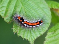 Euproctis similis 11, Donsvlinder, Saxifraga-Bart Vastenhouw