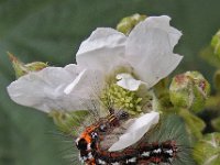 Euproctis similis 12, Donsvlinder, Saxifraga-Ab H Baas