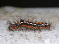 Euproctis similis #11820 : Euproctis similis, Donsvlinder, Yellow-tail, caterpillar