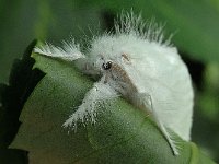 Euproctis similis 01 N4034 : Euproctis similis, Donsvlinder, Yellow-tail, female