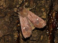 Eupsilia transversa 5, Wachtervlinder, Saxifraga-Joep Steur