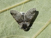 Furcula furcula 3, Wilgenhermelijnvlinder, Saxifraga-Marijke Verhagen