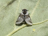 Furcula furcula 4, Wilgenhermelijnvlinder, Saxifraga-Marijke Verhagen