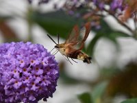 Hemaris fuciformis 44, Glasvleugelpijlstaart, Saxifraga-Luuk Vermeer