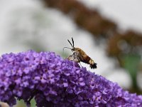 Hemaris fuciformis 46, Glasvleugelpijlstaart, Saxifraga-Luuk Vermeer